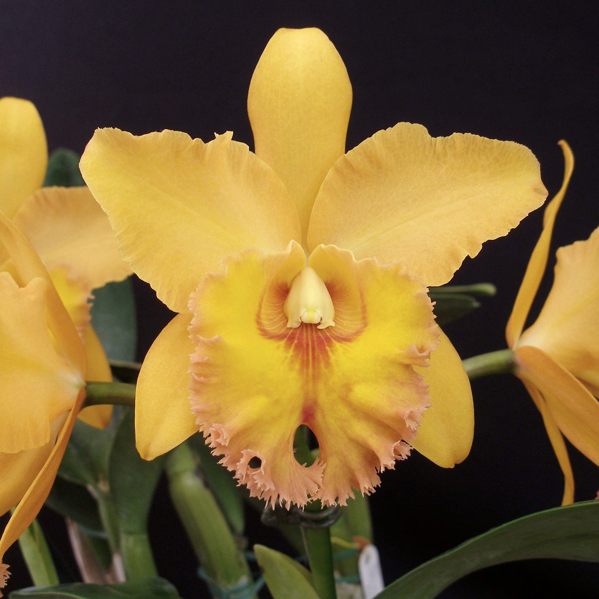 *FLASK* Bc. Donna Kimura x Blc. Waianae King