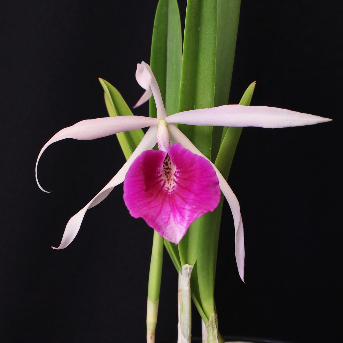 Bl. Morning Glory – Carter and Holmes Orchids