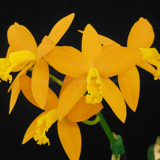 Cattleya Chocolate Drop x Blc. Bouton Star