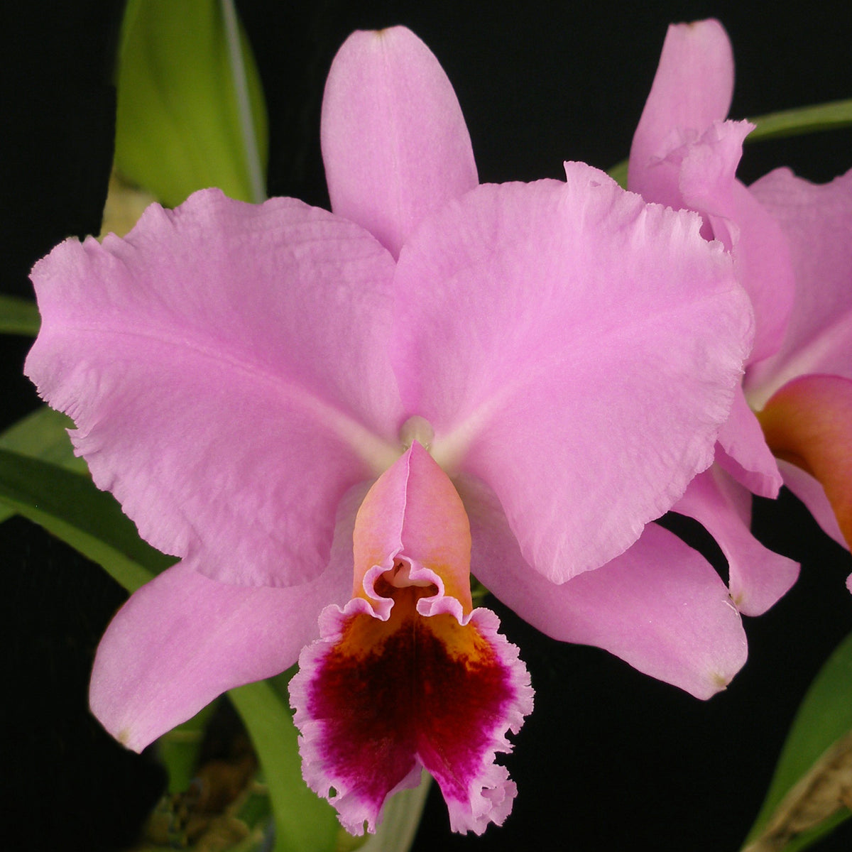 Lc. Ron Kaufmann – Carter and Holmes Orchids