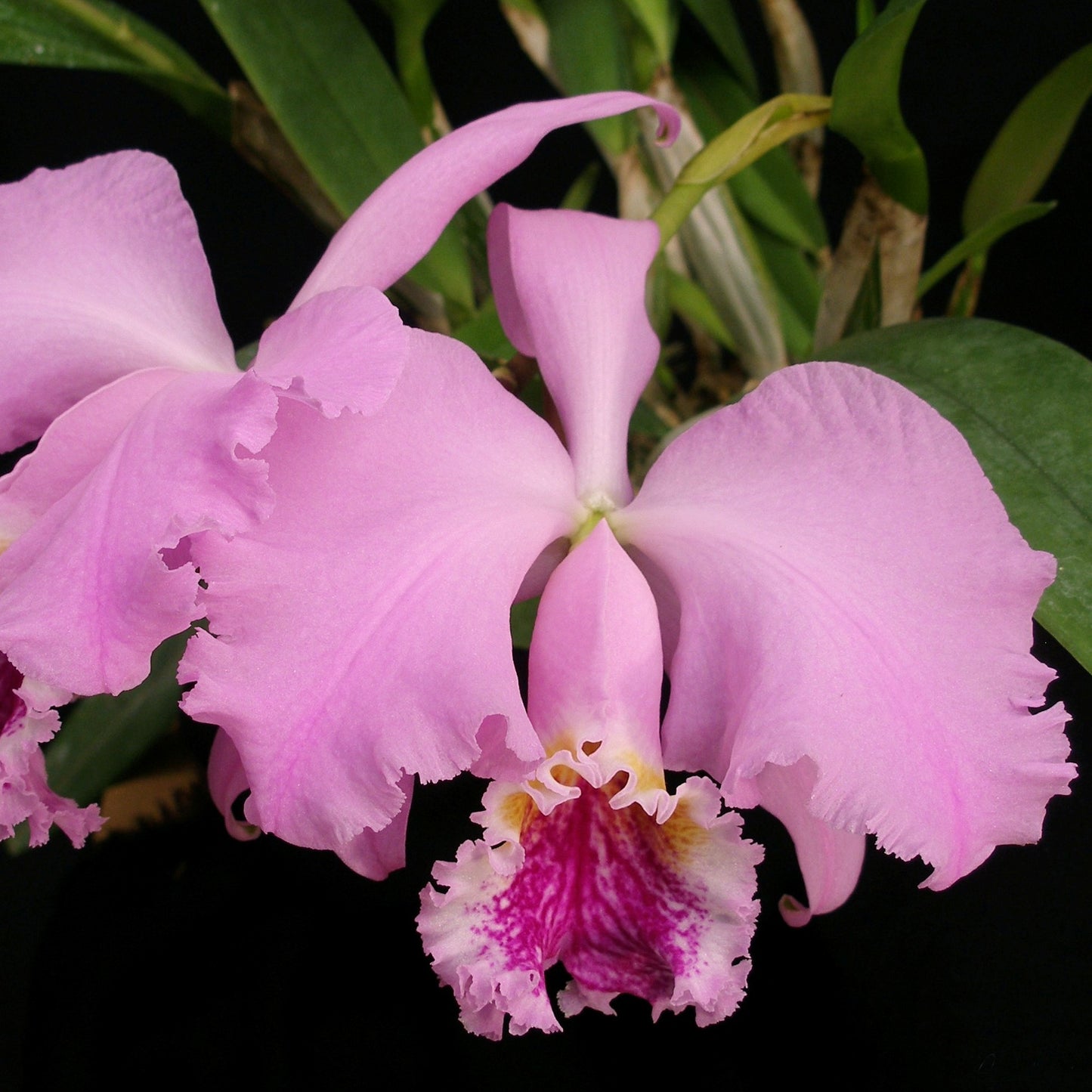 Cattleya mossiae x Lc. Indian Spring *NEW*