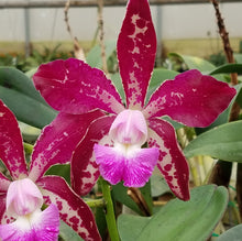 Load image into Gallery viewer, Cattleya Fort Motte 'Mendenhall'  x Cattleya Comets Tail