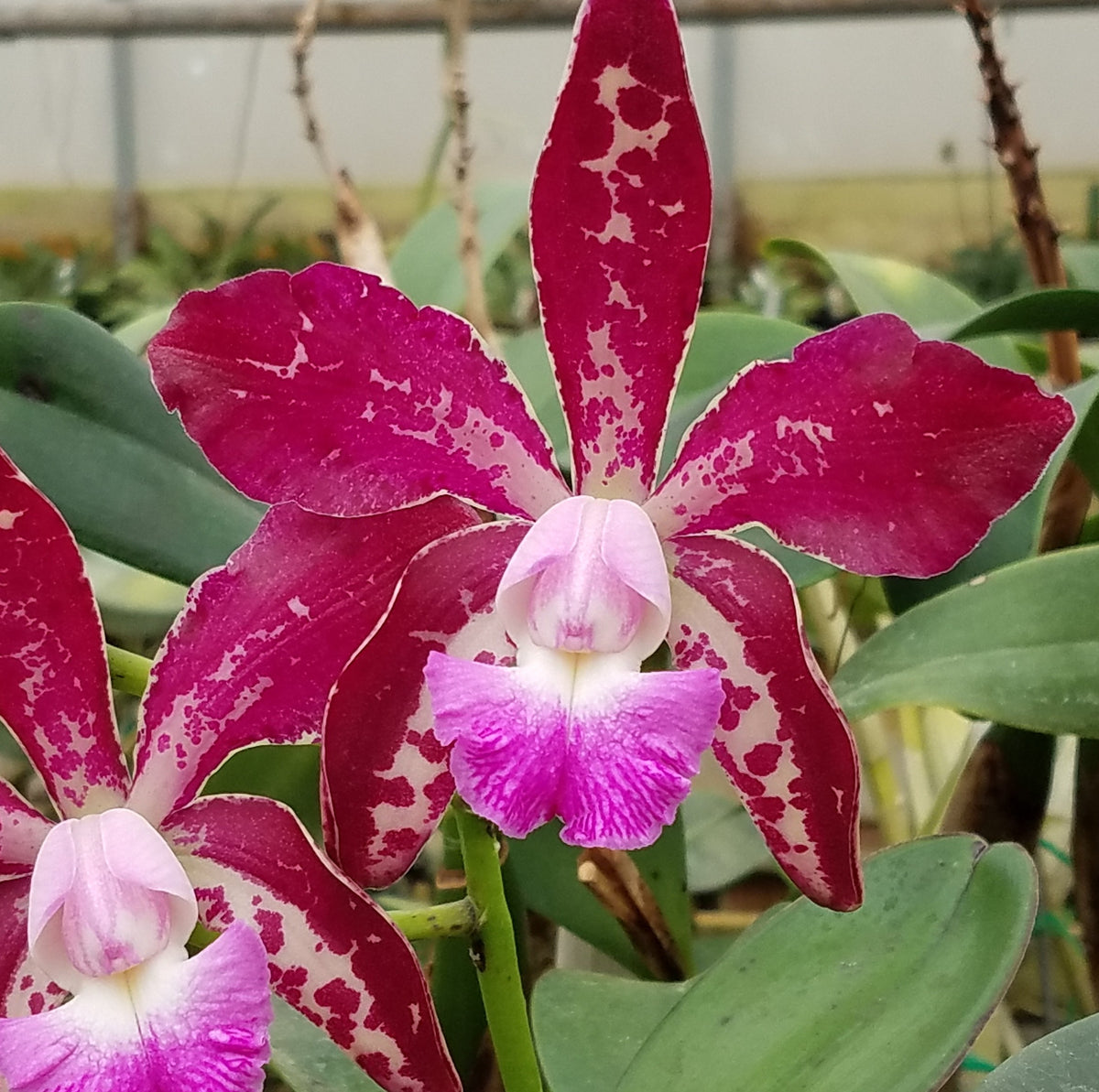 Cattleya Fort Motte 'Mendenhall' x Cattleya Comets Tail Carter and