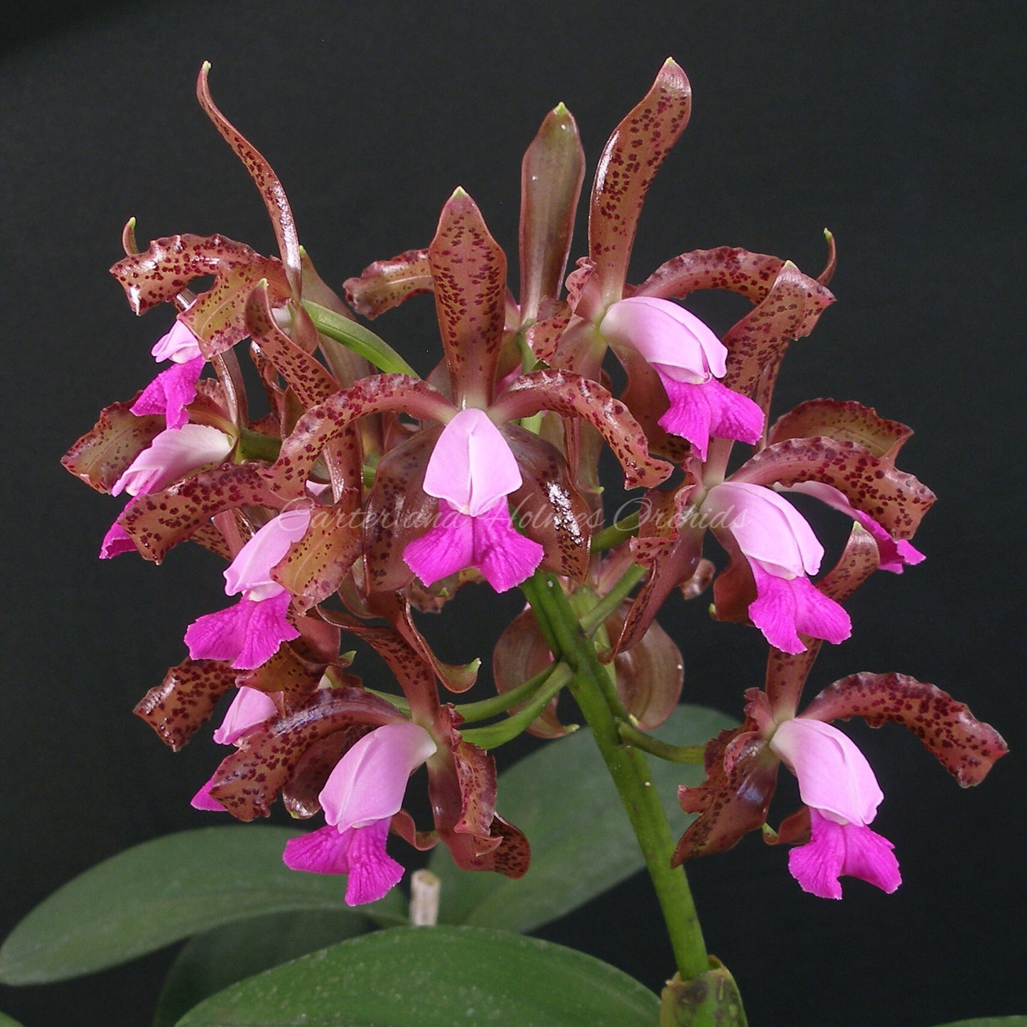 Cattleya leopoldii 'Mendenhall' AM/AOS x Cattleya leopoldii 'Claire' AM/AOS
