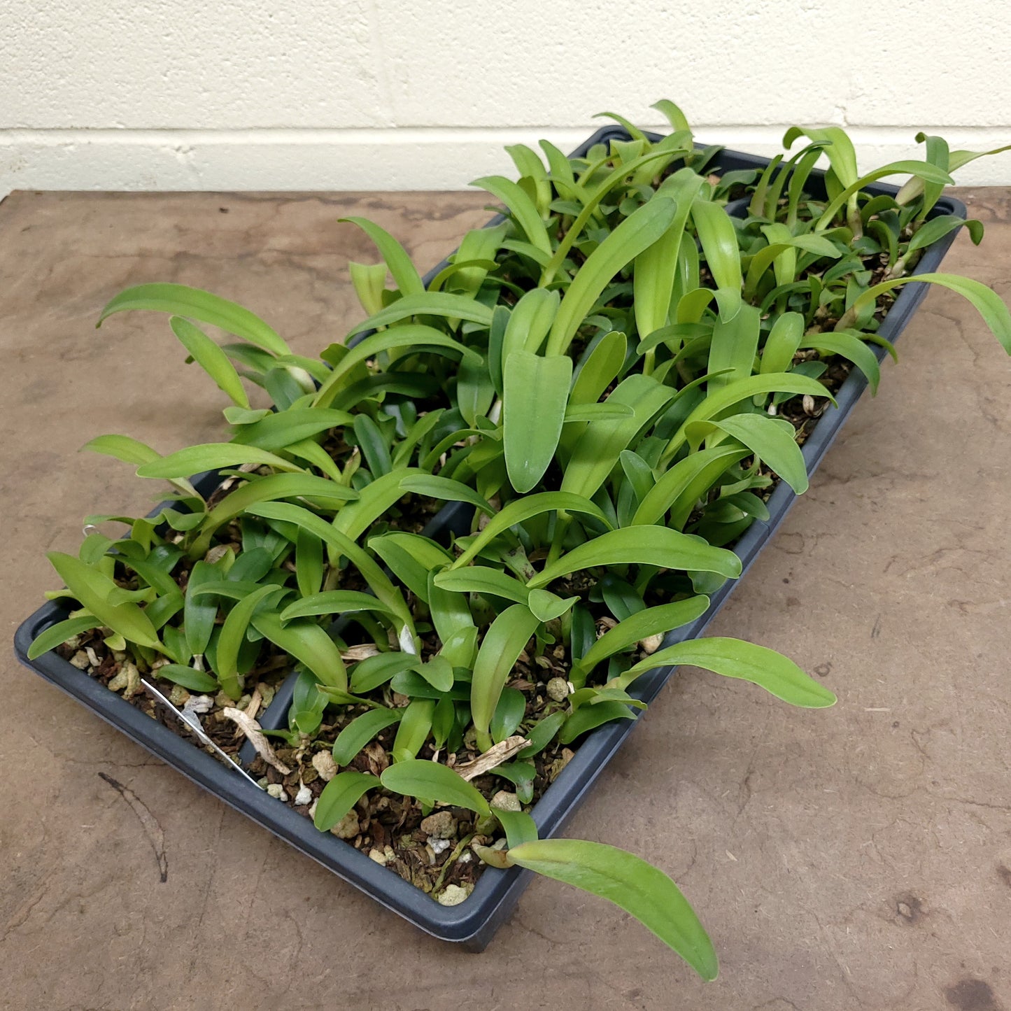 **COMMUNITY TRAY** Blc. Memoria Arie Heerema