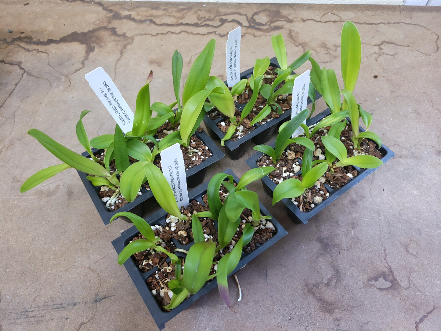 *6-Pack* Blc. Nina de Primavera x Lc. Mari's Song