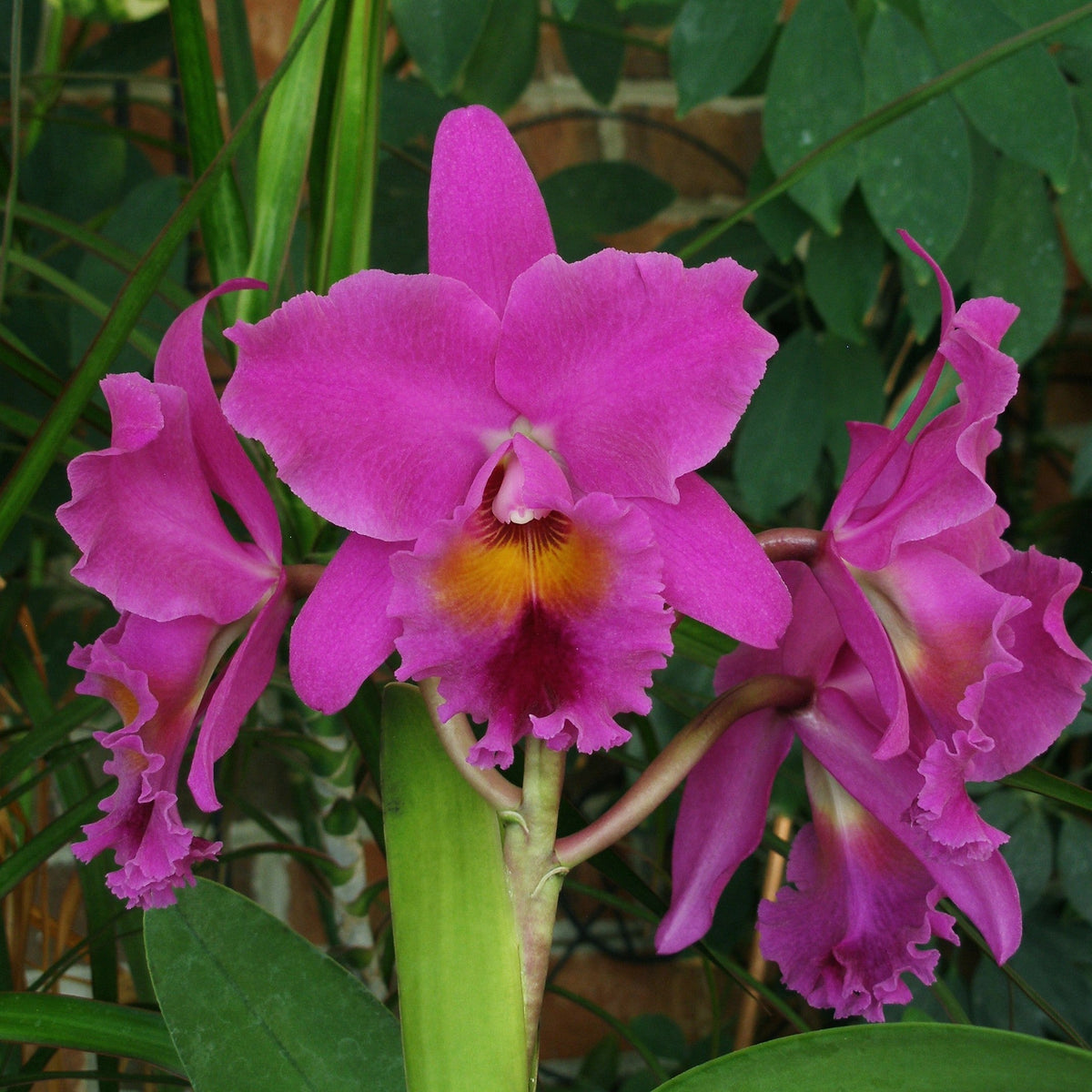 shopify auction Carter and Holmes Orchids