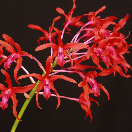 Schombolaeliocattleya Newberry Lava Burst