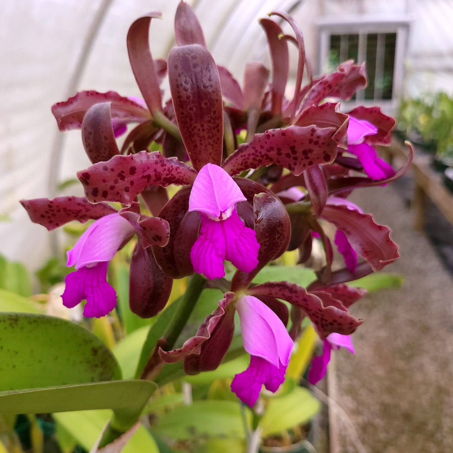 Cattleya leopoldii 'Orchidglade' AM/AOS x Cattleya leopoldii 'Mendenhall' AM/AOS