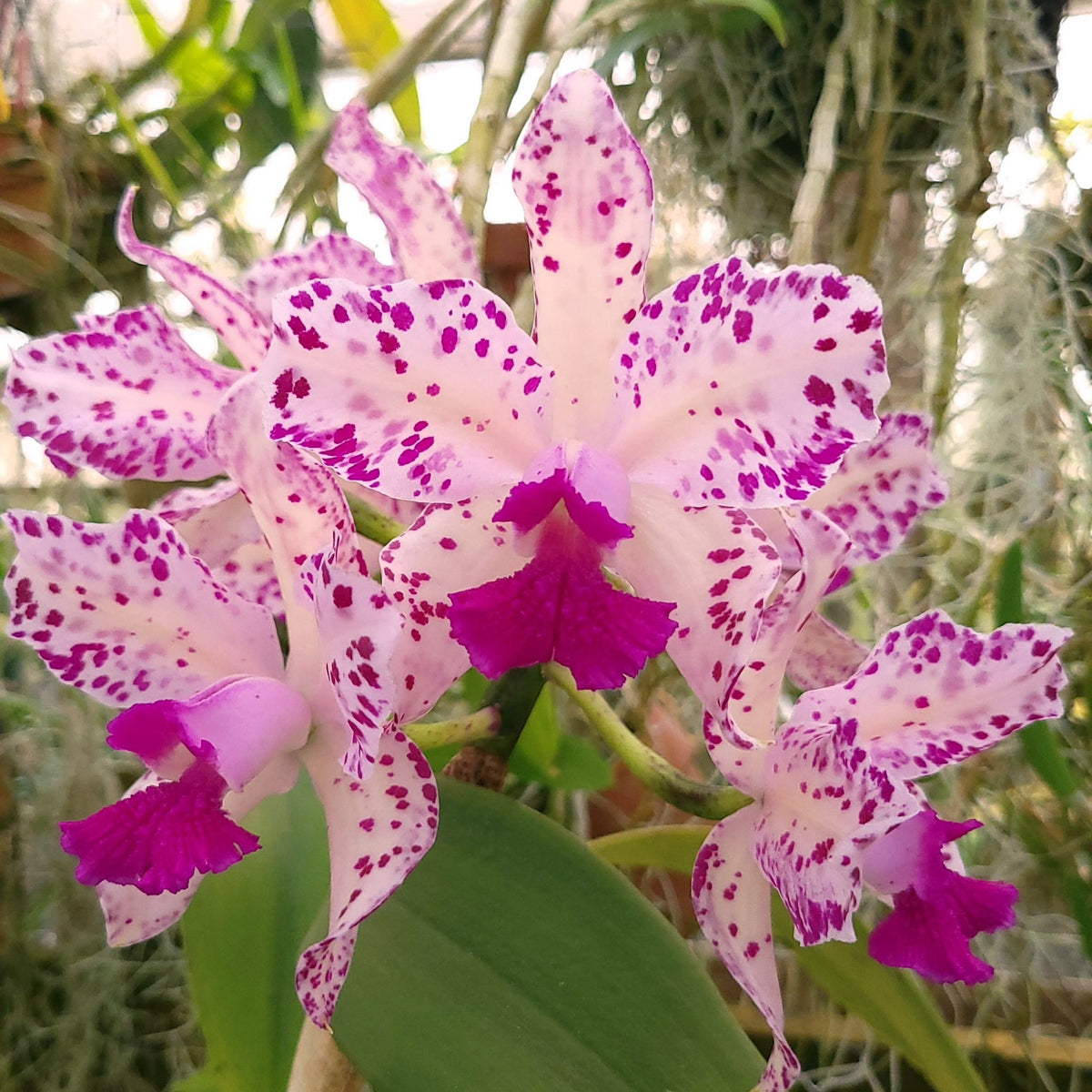 *FLASK* Dialaeliacattleya Newberry Pink Splash x Cattleya amethystoglossa
