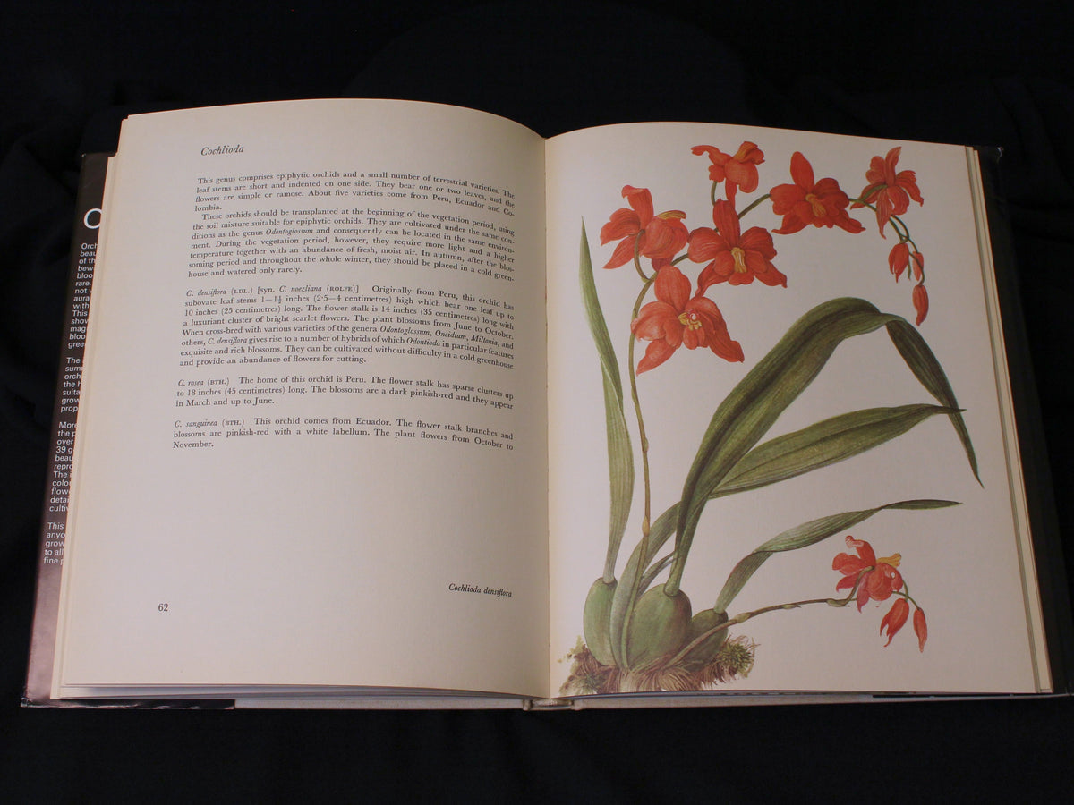 Orchids by J. Oplt Carter and Holmes Orchids