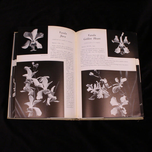 Malayan Orchid Hybrids