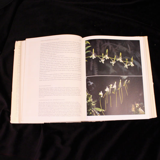 The Orchid World (First English Translation)