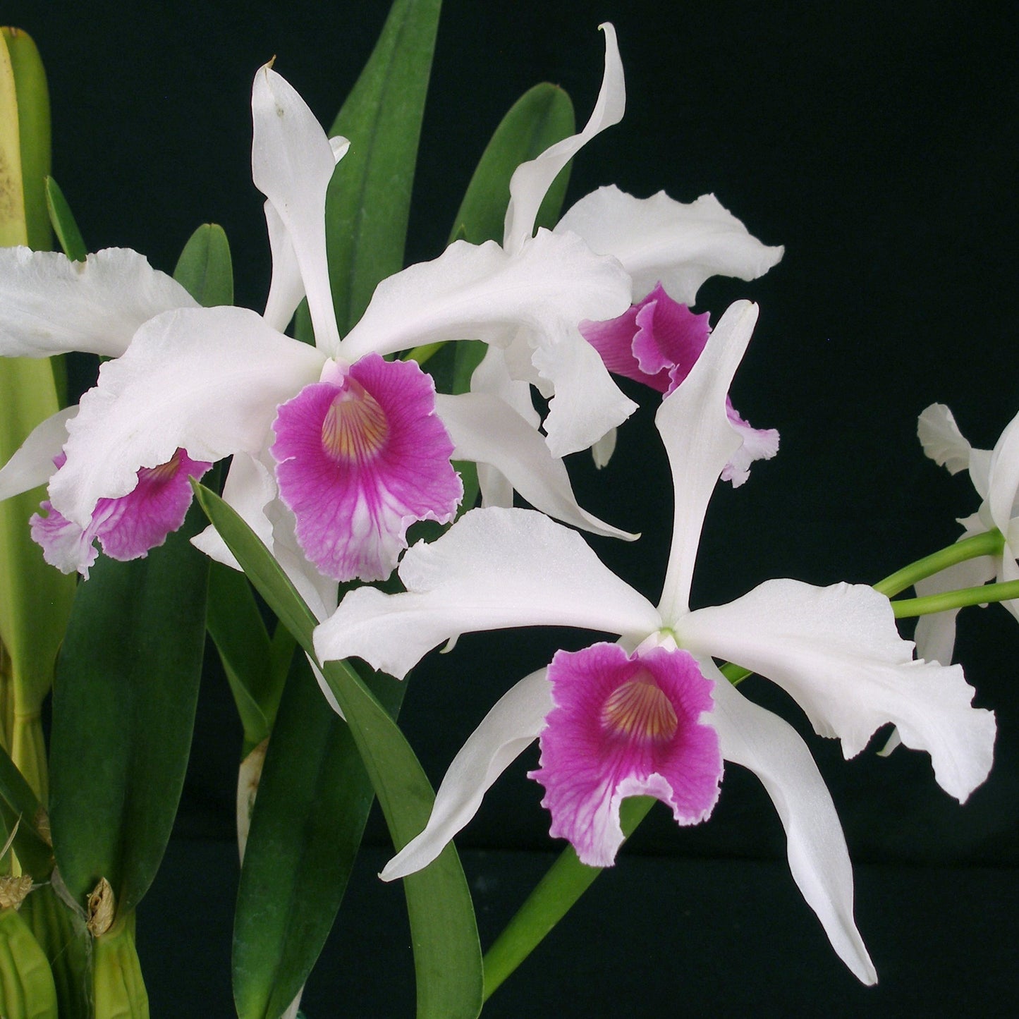 Blc. Kathryn Elisabeth Brooker x Laelia purpurata
