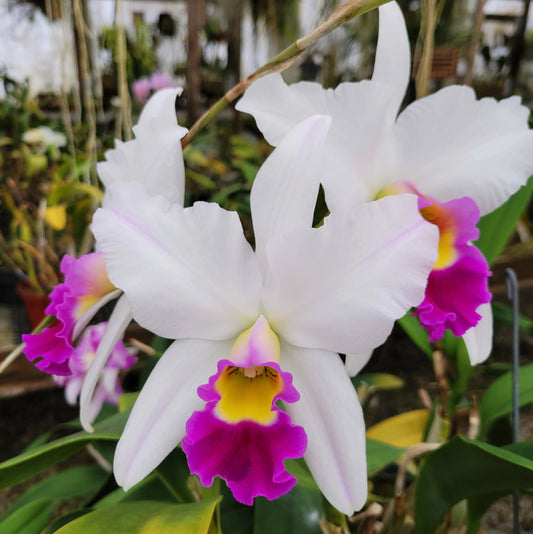 Lc. Coastal Splendor 'Papa Betancourt' AM/AOS x Lc. Coastal Splendor 'Flare'