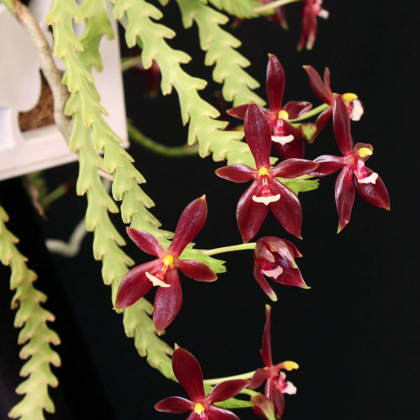 Phalaenopsis cornu-cervi var. chattalade 'Mendenhall' HCC/CCM/AOS x sibling