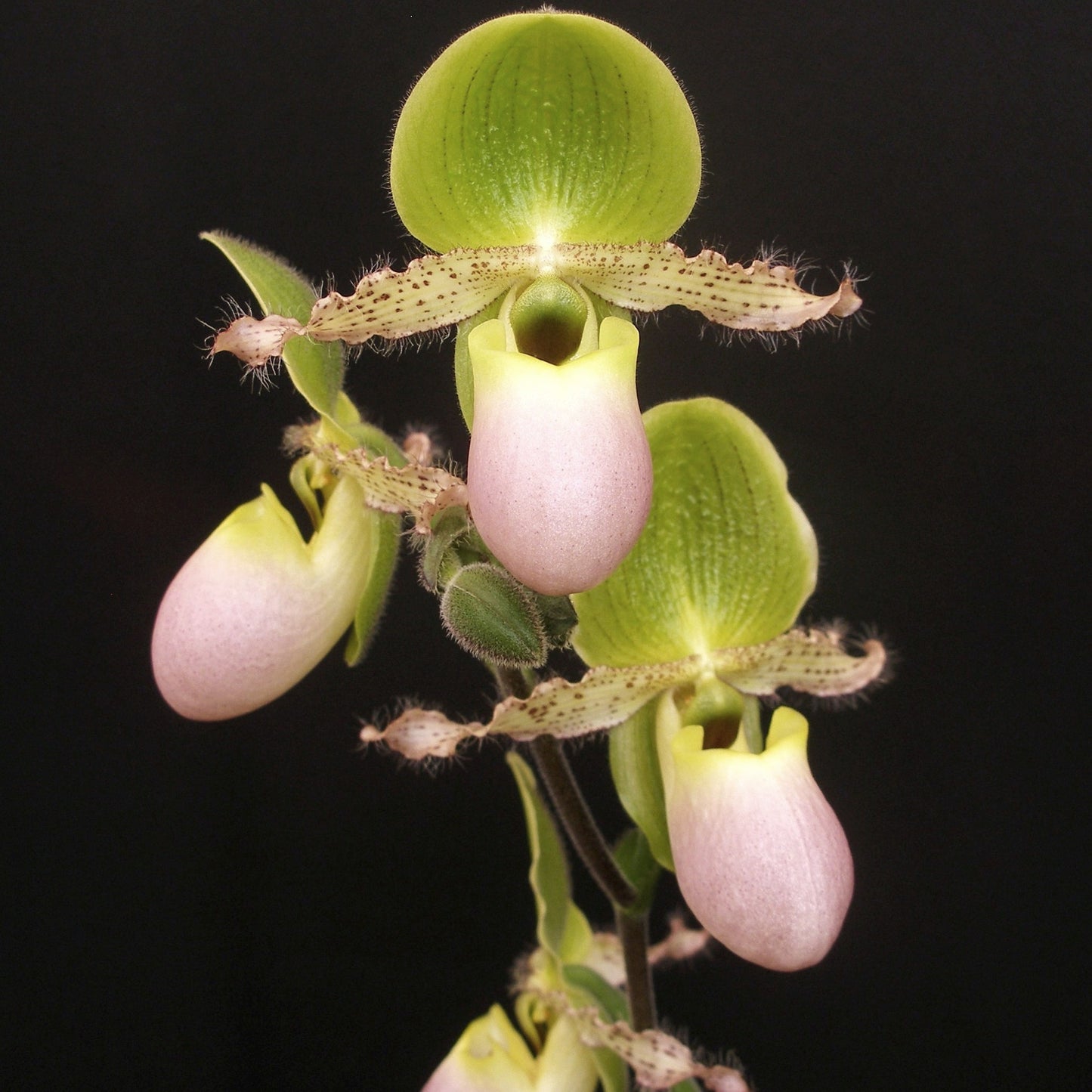 Paphiopedilum Pinocchio *Customer Favorite*