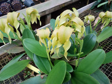 Load image into Gallery viewer, Bulbophyllum micholitzii var. album 'Magnifico' x self