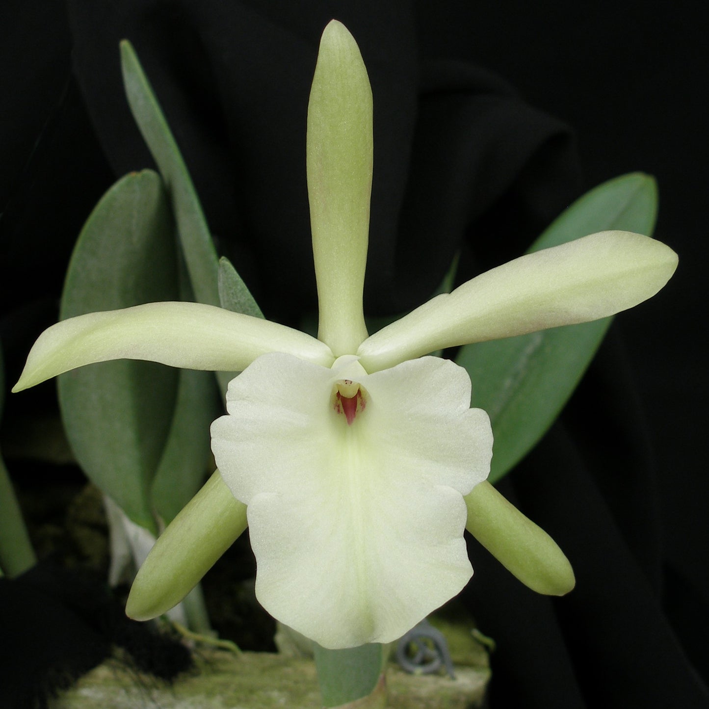 Blc. Bouton D'or x Brassavola glauca