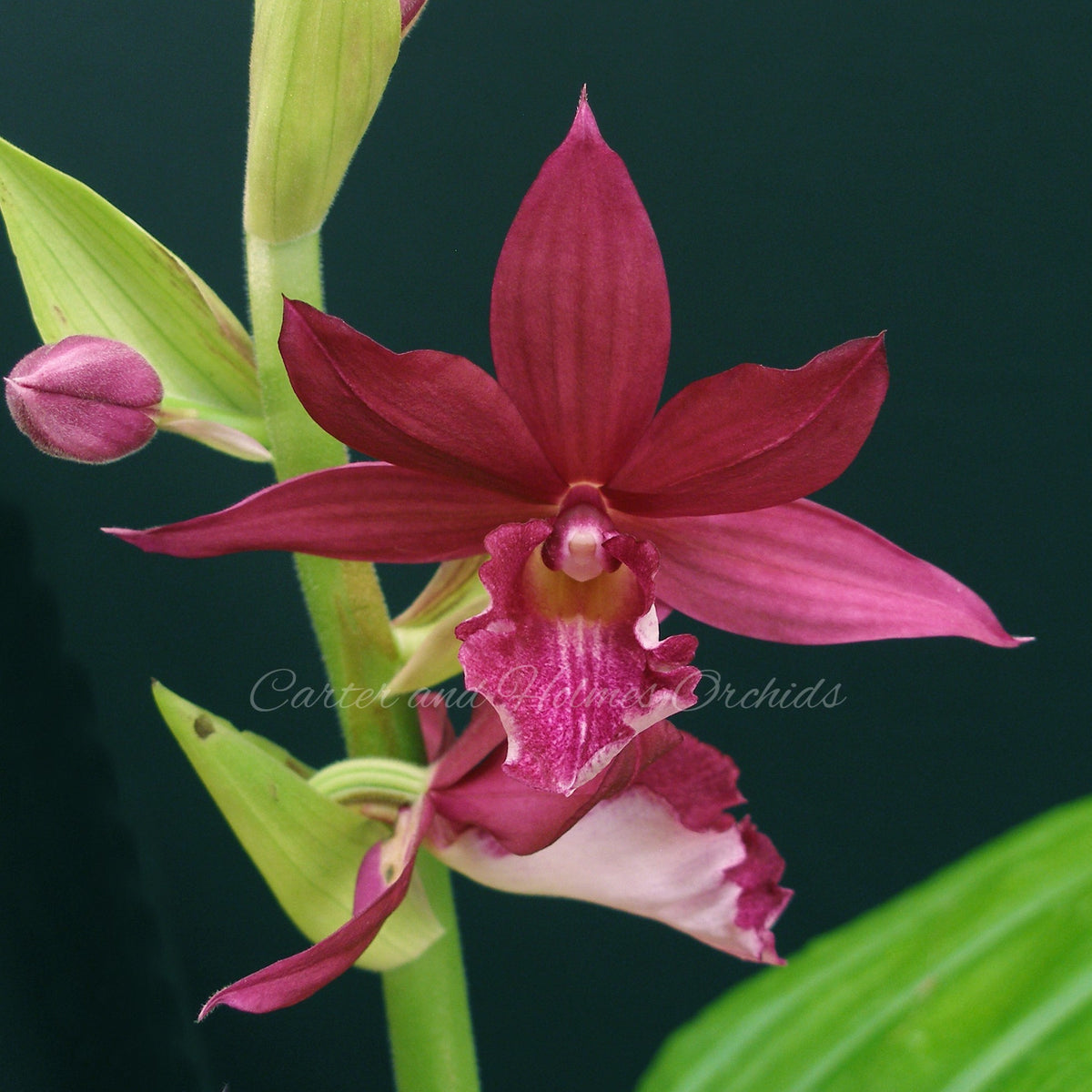 Phaiocalanthe Kryptonite 'Parkside' AM/AOS