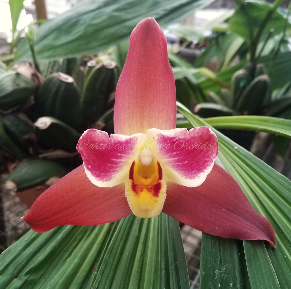 Lysudamuloa Red Jewel 'Hilo Girl'