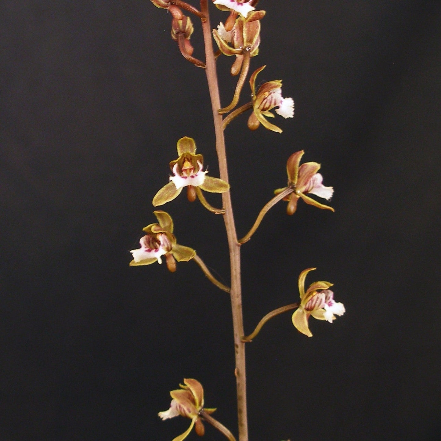 Oeceoclades decaryana x self *Rare Species
