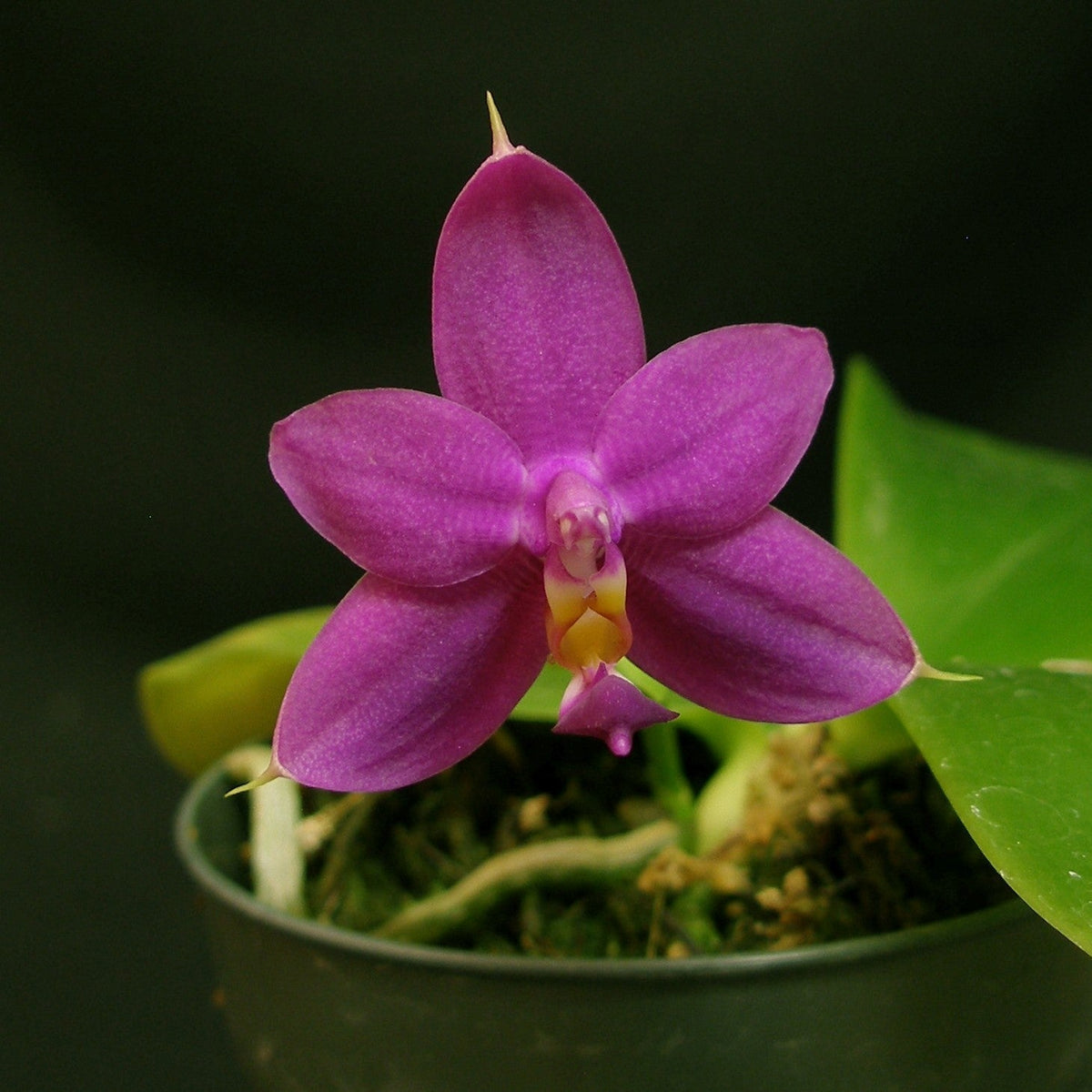 Phalaenopsis violacea var. magenta