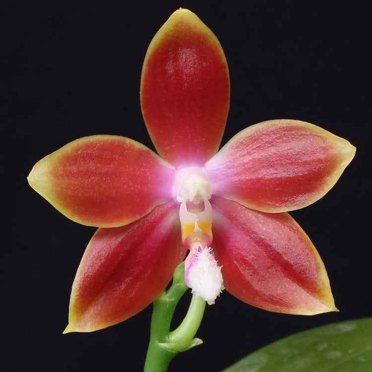 Orange Phalaenopsis Orchid with Yellow Edge