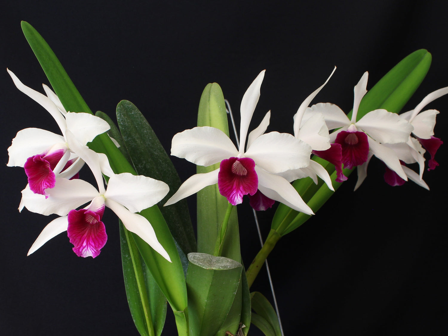 Large Cattleya Species Orchids with White and Purple BLooms