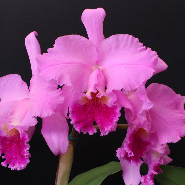Large Standard Lavender Cattleya