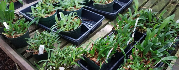 Orchid Compots Showing Cattleya Seedlings