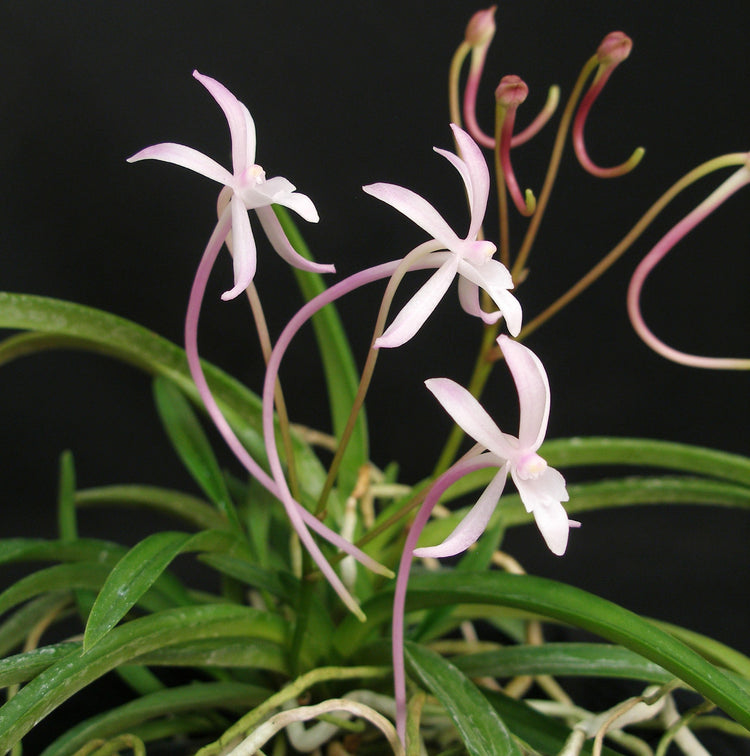 Miniature Blooming Vanda Species, Neofinetia falcata