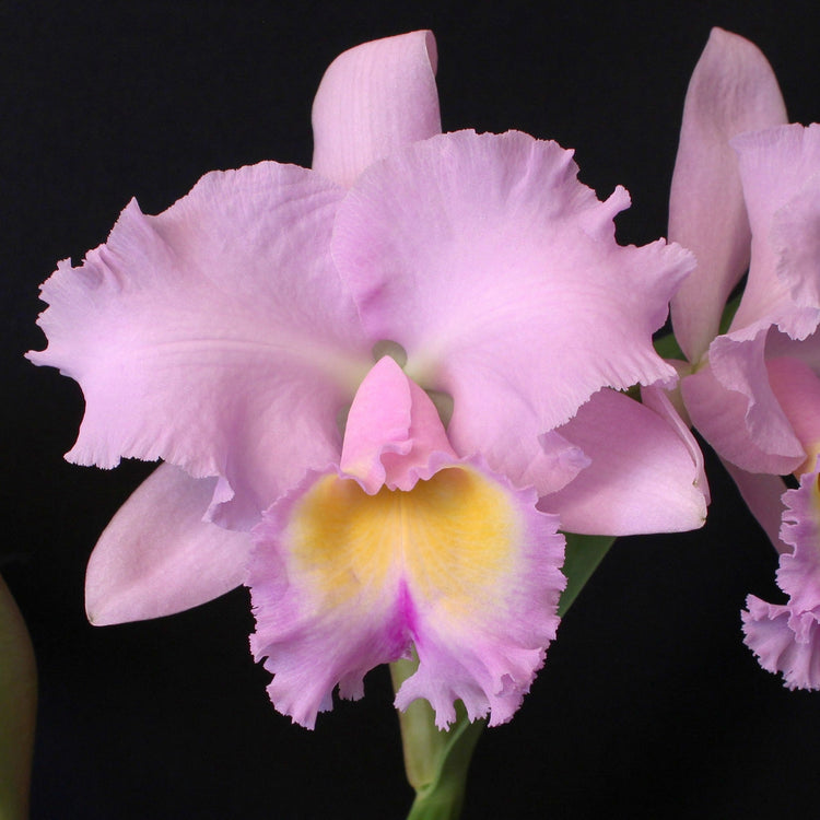 Standard Pink Cattleya Orchid in Bloom