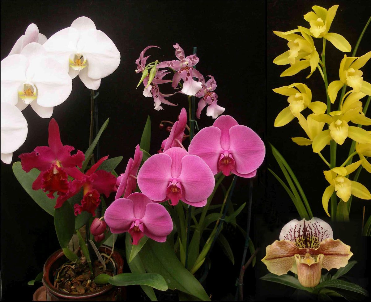 Orchid Catalog Carter and Holmes Orchids