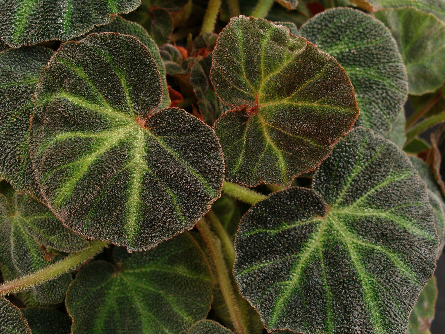 Non-Orchid Plants