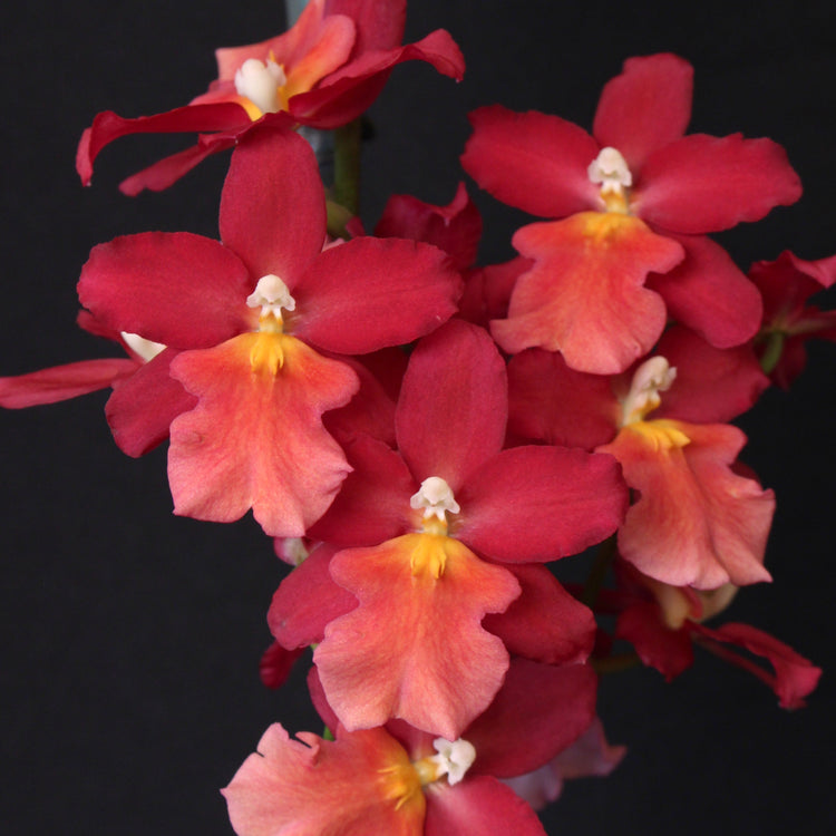 Bright Red Oncidium Dancing Lady Orchid