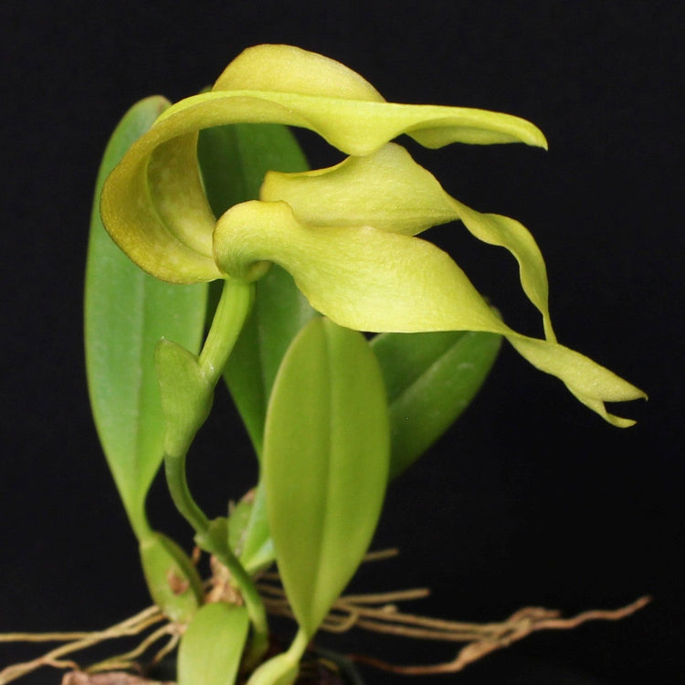 Green Bulbophyllum Orchid in Bloom