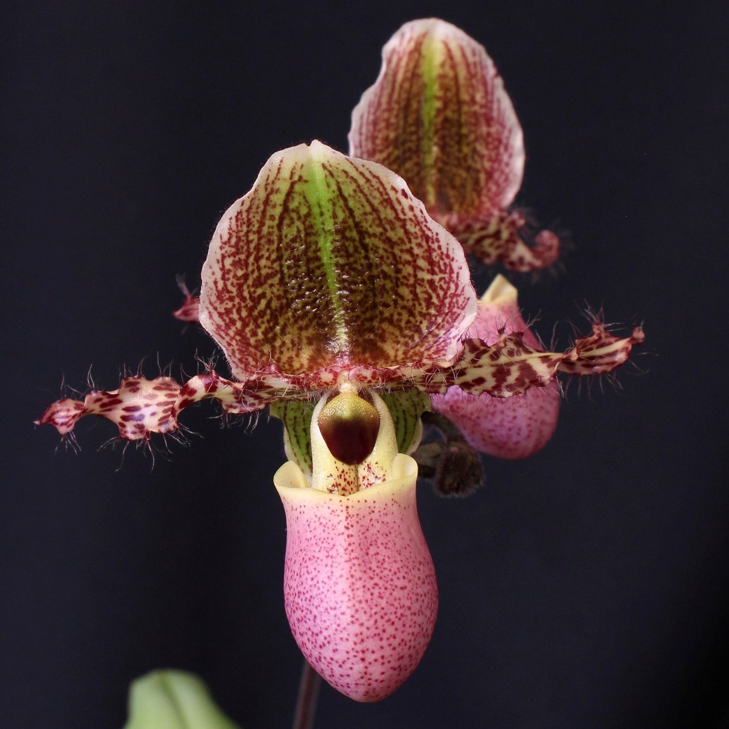 Sequential Blooming Paphiopedilum Ladyslipper Orchid