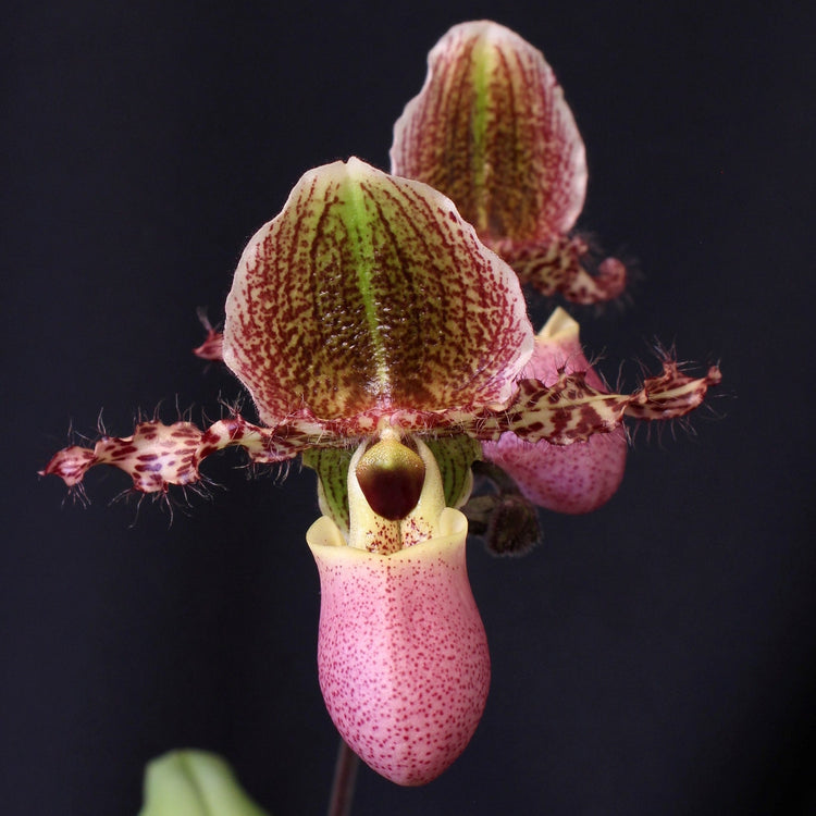 Sequential Blooming Paphiopedilum Ladyslipper Orchid