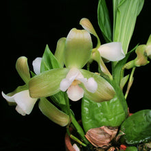 Load image into Gallery viewer, Lycaste consobrina  x Lycaste Little Kitty *FLASK*