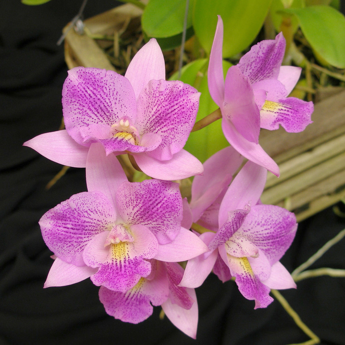 *FLASK* Dialaeliacattleya Newberry Pink Splash  x Cattleya amethystoglossa