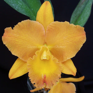 Pot. Paxton Brooks 'Orange Surprise' x Laelia rubescens (aurea x alba)