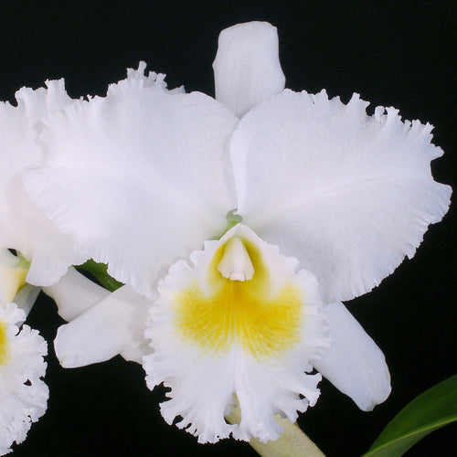 Cattleya Vinnie Sweetenburg 'Sentinel'  x Cattleya Sierra Blanca 'Mount Whitney' AM/AOS