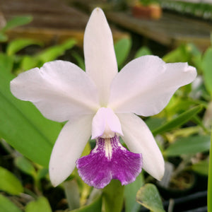 Lc. Floralia's Azul 'Sandra' AM/AOS x Cattleya amethystoglossa coerulea 'Blue Sky'