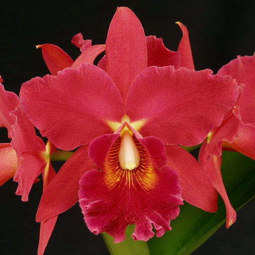 Lc. Newberry Firehouse 'Mendenhall'  x Cattleya Chocolate Drop 'Kodama' AM/AOS