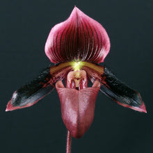 Load image into Gallery viewer, Maudiae Paphiopedilums in Bud 4&quot; pots