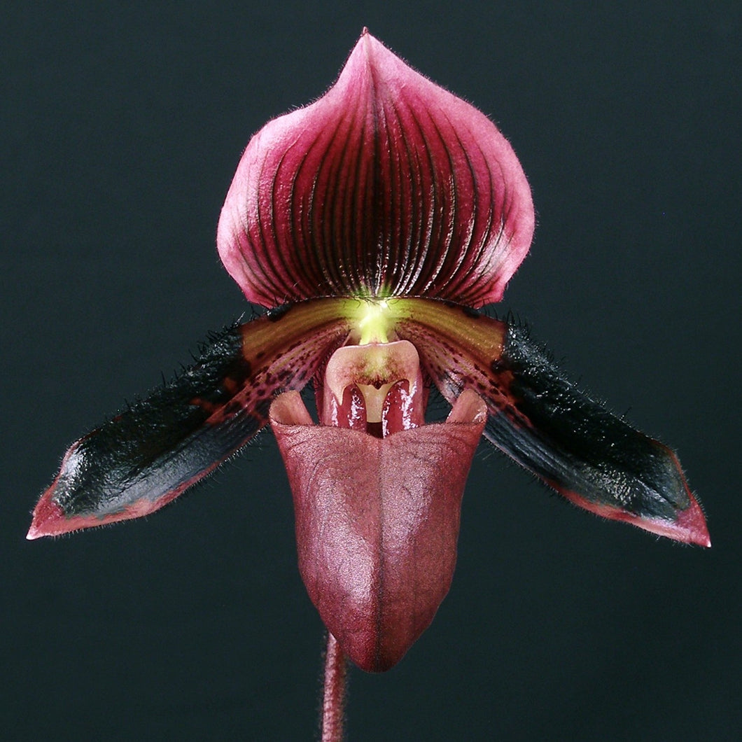 Maudiae Paphiopedilums in Bud 4