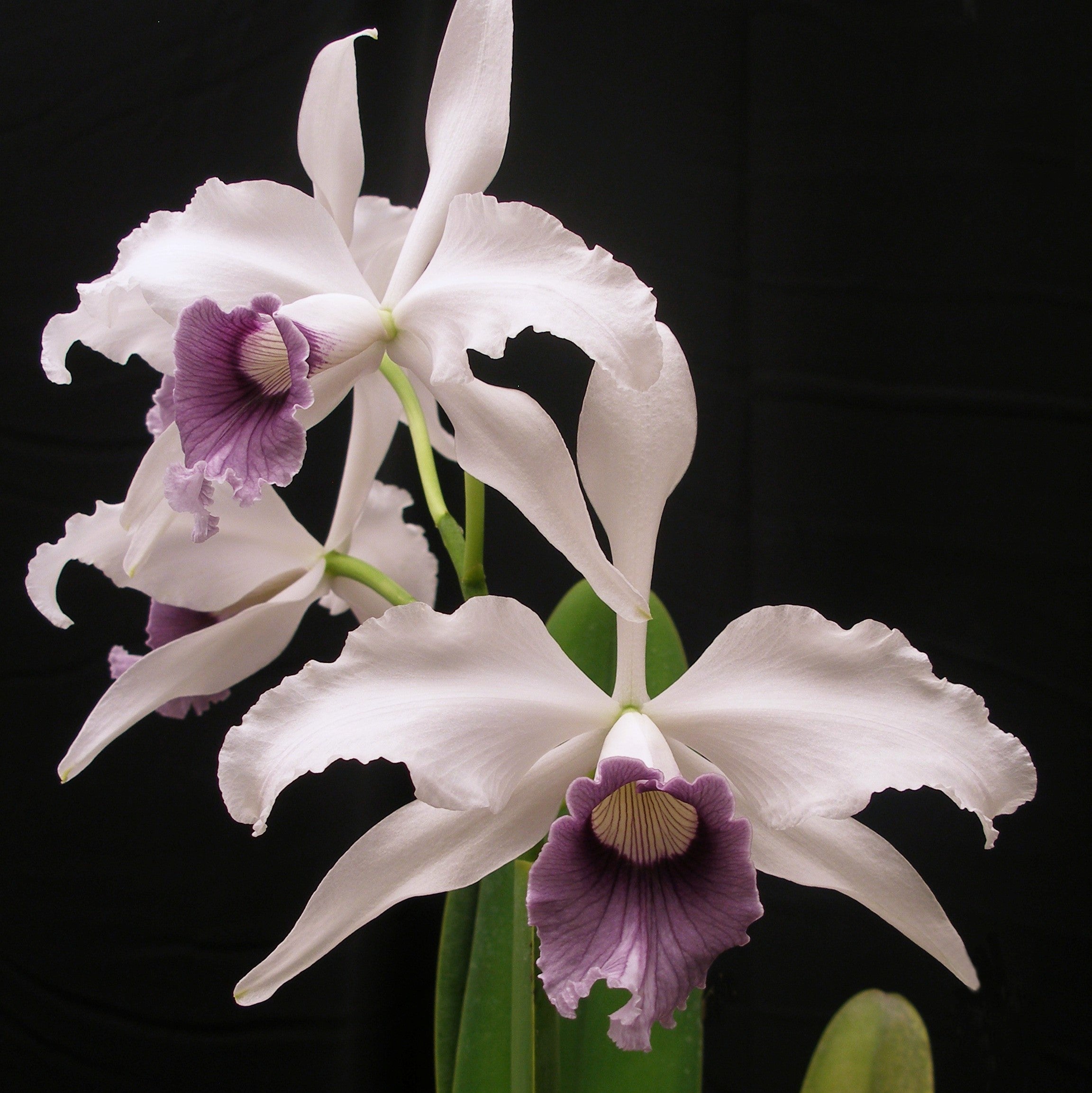 【REGAL】チロリアン☆EAST COAST COLLECTION☆24.5 Vintage Royal China Chop Plate - Green Floral Bird Pattern