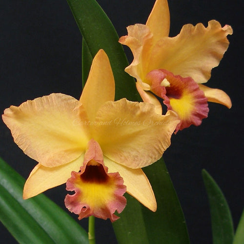 Pot. Paxton Brooks 'Orange Surprise' x Laelia rubescens (aurea x alba)