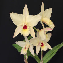 Load image into Gallery viewer, Pot. Paxton Brooks &#39;Orange Surprise&#39; x Laelia rubescens (aurea x alba)